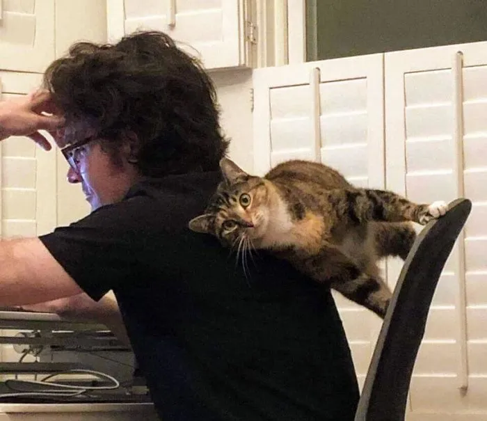 40 Cats Who Decided That Disobeying Their Owners Is Not Enough So They Defied The Laws Of Physics As Well