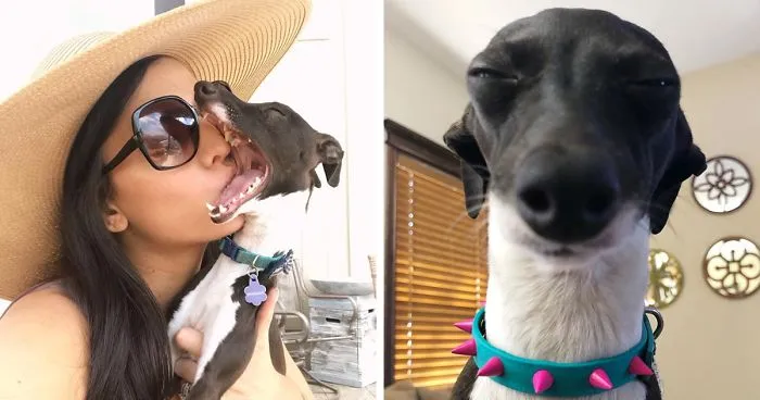 Esta mujer no sale de casa debido a su enfermedad crónica, así que se trajo un perro que pone caras muy humanas (30 fotos)