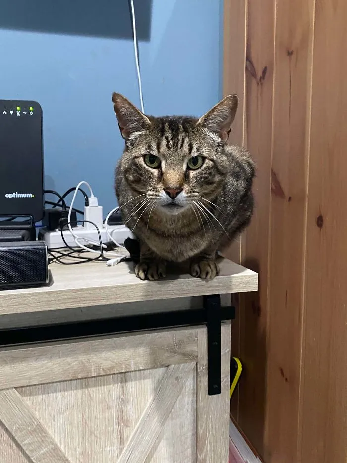 Mi gato desapareció hace 1 año. Mi esposa y yo lo encontramos mientras ibamos en bici. Vino corriendo y llorando hacia nosotros