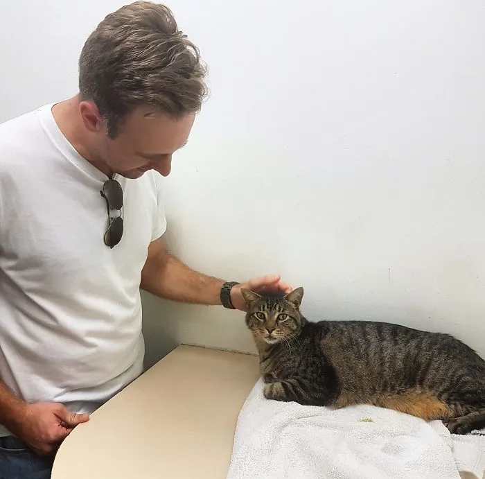 Hace 11 años mi gato desapareció, y hoy ha vuelto