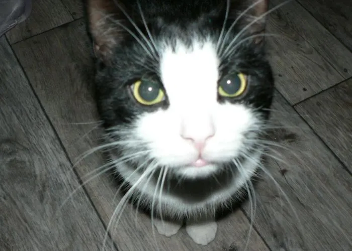 Tras un año desaparecido, un día Ozzy se acercó a mi sin más