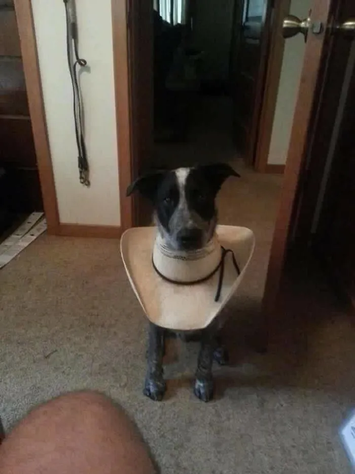 The Vet Said The Anti-Scratch Cone Would Be $50.00. Tractor Supply Had It For $19.95