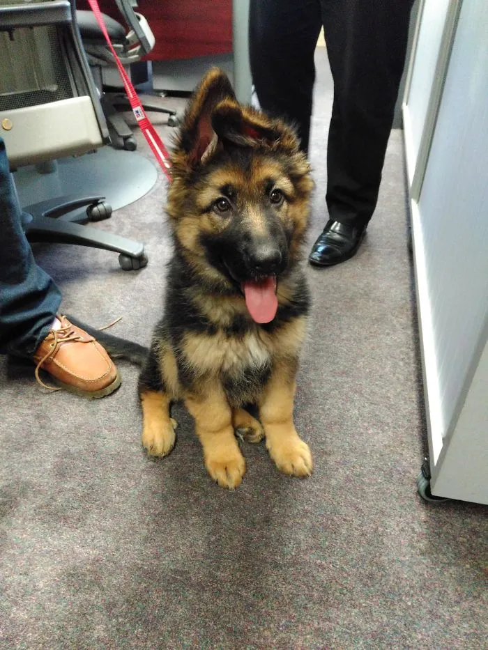My Boss Got A Puppy And Brought Her Into The Office. Productivity Went Waaay Down