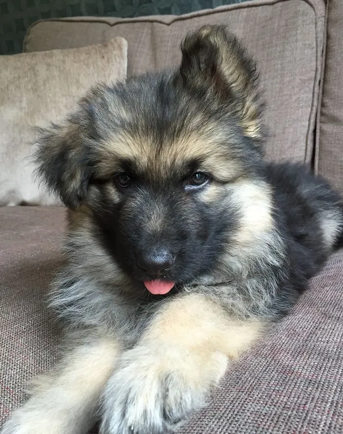 My 8 Week German Shepherd Has One Lazy Ear