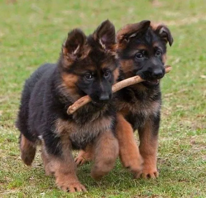 German Shepherd Branch Manager