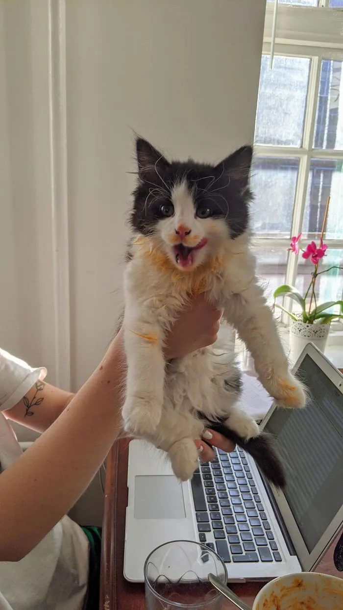 Someone Got Into The Spaghetti Bolognese