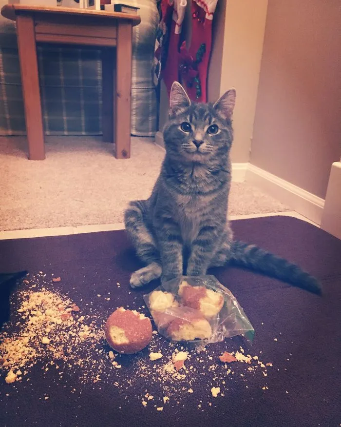 When Mom Turns Her Back And You Steal The Leftover Corn Muffins From Dinner
