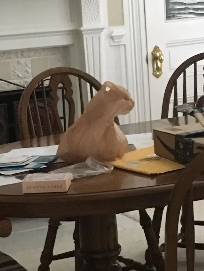 This Bag Looks Like A Cat