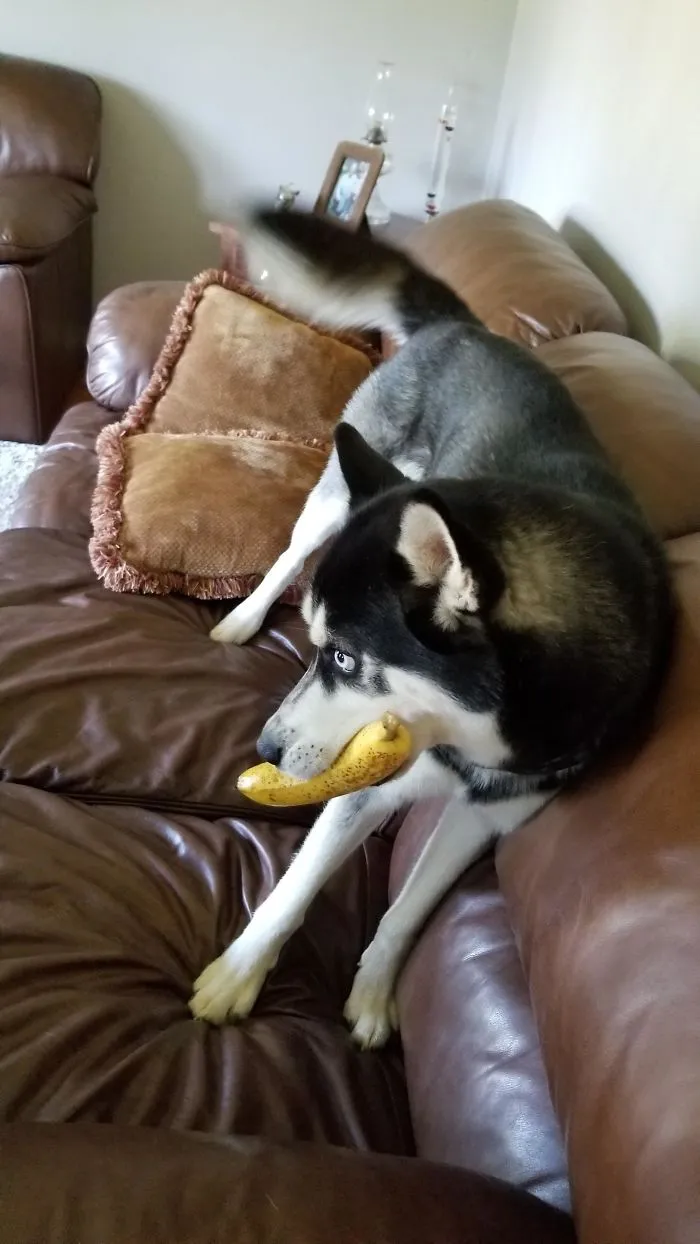 El perro no para de robar plátanos, pero nunca se los come