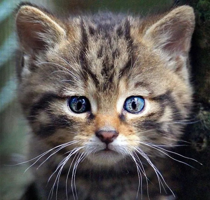 This Kitty Has A Picture Of Another Cat On Its Forehead