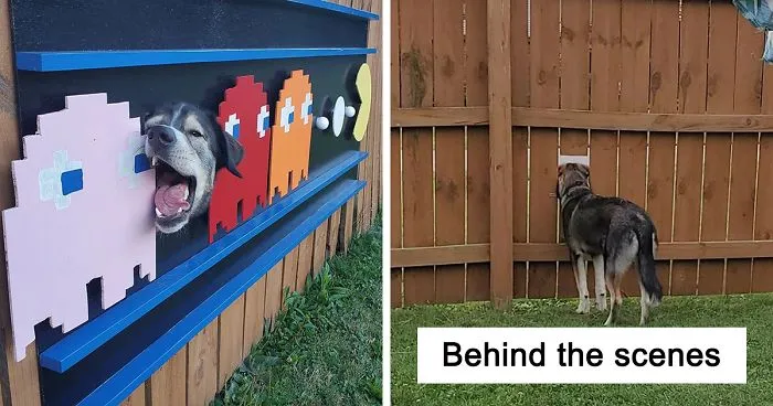 These Dogs Like To Look At Their Neighborhood Through A Hole In A Fence, So Their Owners Put Up Posters To Make Their Neighbors Laugh