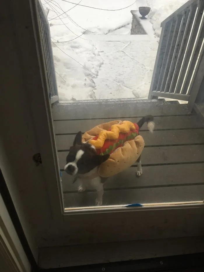 Es tan pequeño que se puede escapar por la valla cada vez que sale, así que ahora tiene que ser un perrito caliente cuando sale