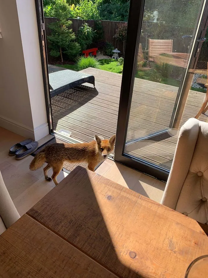 Our Local Fox Is Getting More Brave