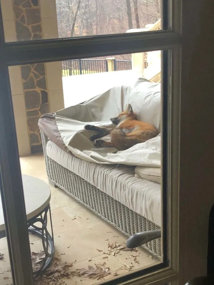 Found This Fox Chilling In The Backyard