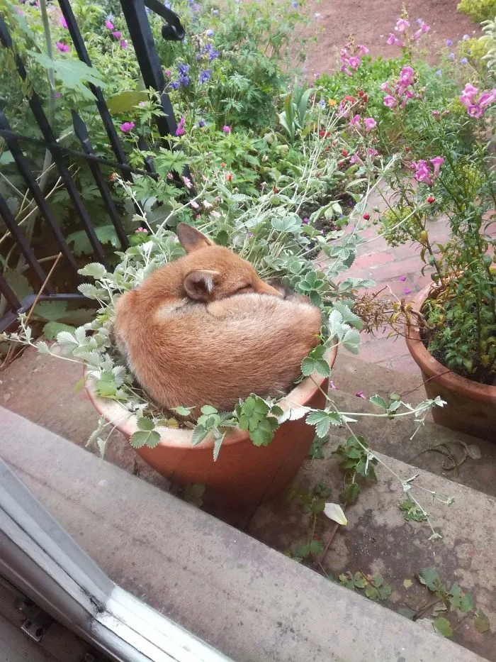 If It Fits... I Sits