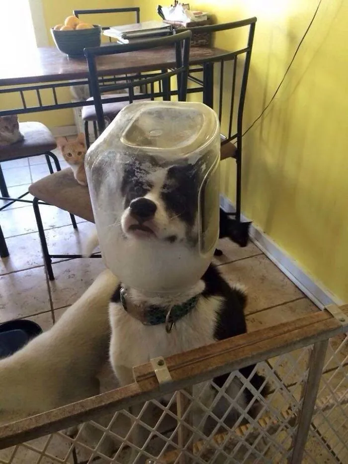 After Returning Home This Is How We Caught My Husky Eating Cat Food...