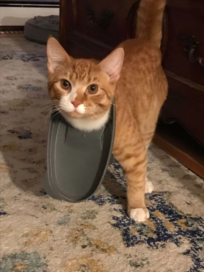 Got Home From Work To Find Lil Norman With His Head Stuck In The Lid To The Cat Food. That’s Not How It Works Buddy...
