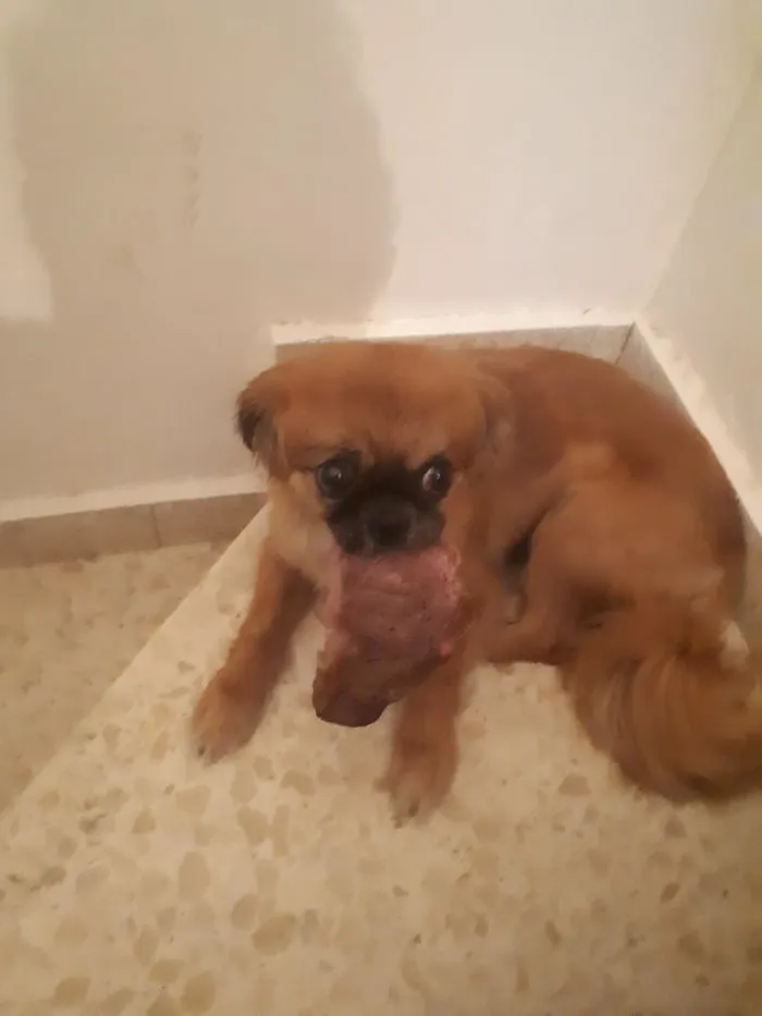 ¡Mi filete!