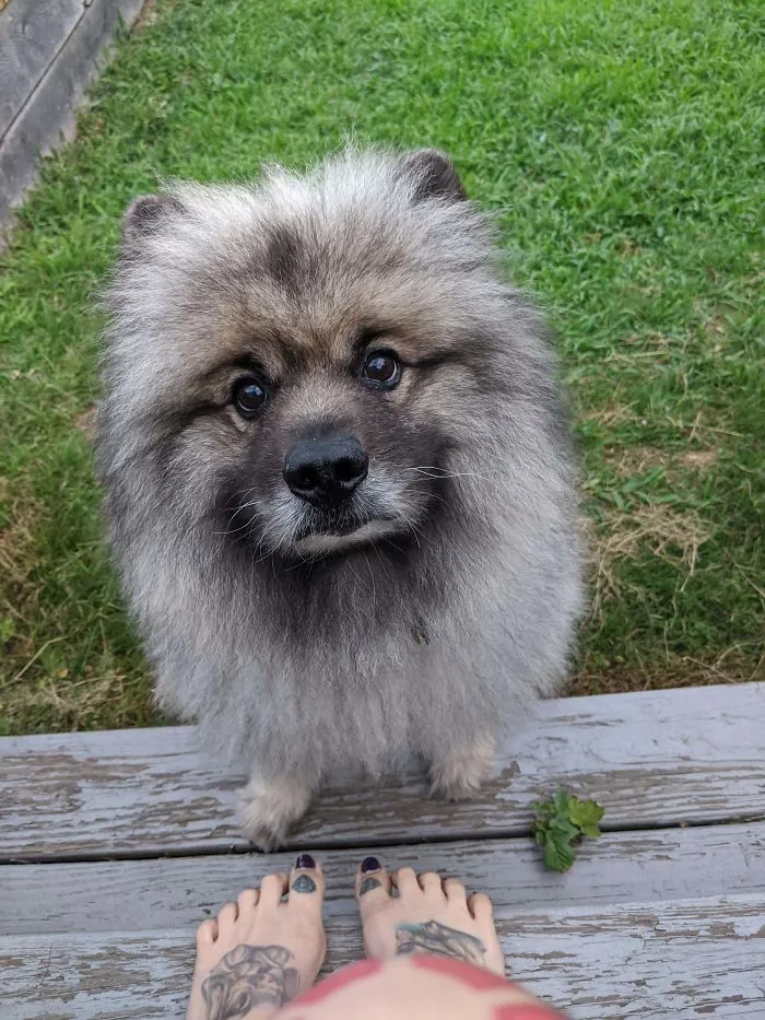 Este anciano se llama Woody, lo adoptamos la semana pasada