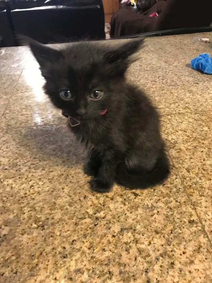 This Is My First Ever Pet That’s All Mine! Not My Brothers. Not My Parents. Not My Kids. Now My (Now Ex) Husband. All Mine! Y’all Meet Cordelia Rose. A Rescue That’s Stolen My Heart!