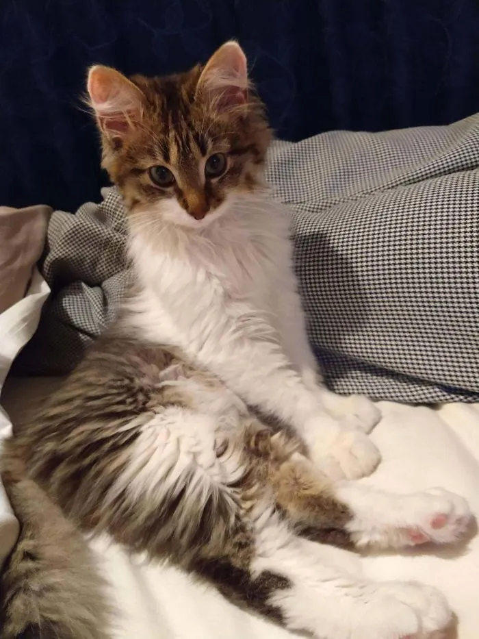 Nos mudamos de piso porque mi novia quería poder adoptar un gato. Este es Iroh
