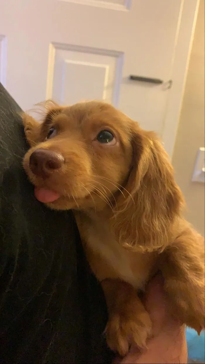 Lolita’s First Night At Home!