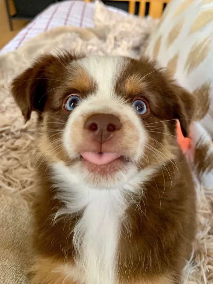 Became A Dog Dad Recently! Meet Ember!