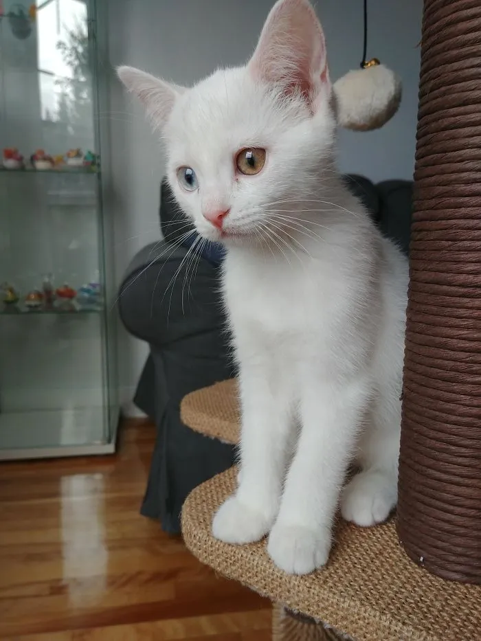 Fue la última de su camada en ser adoptada