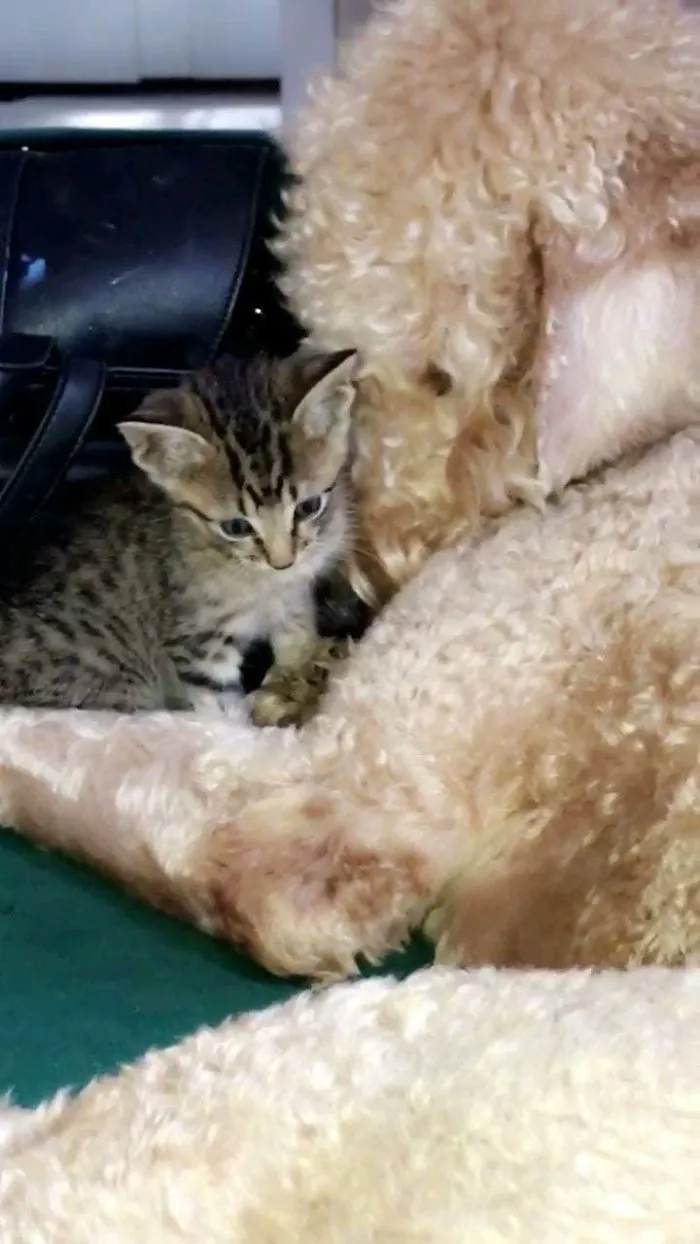 Mi perro adoptó un gatito perdido mientras lo paseaba. Bienvenido, pequeño