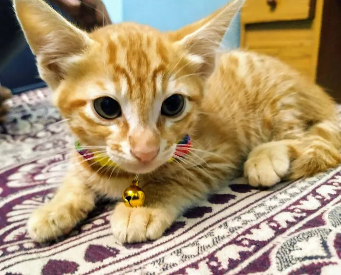 Mi mejor amiga falleció hace unos días a causa del lupus. Quería que adoptara un gato, así que aquí está Max