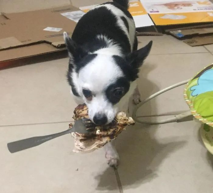 Fui a ver al bebé cuando el gato tiró mi comida al suelo y el perro la robó. Solo había dado un mordisco
