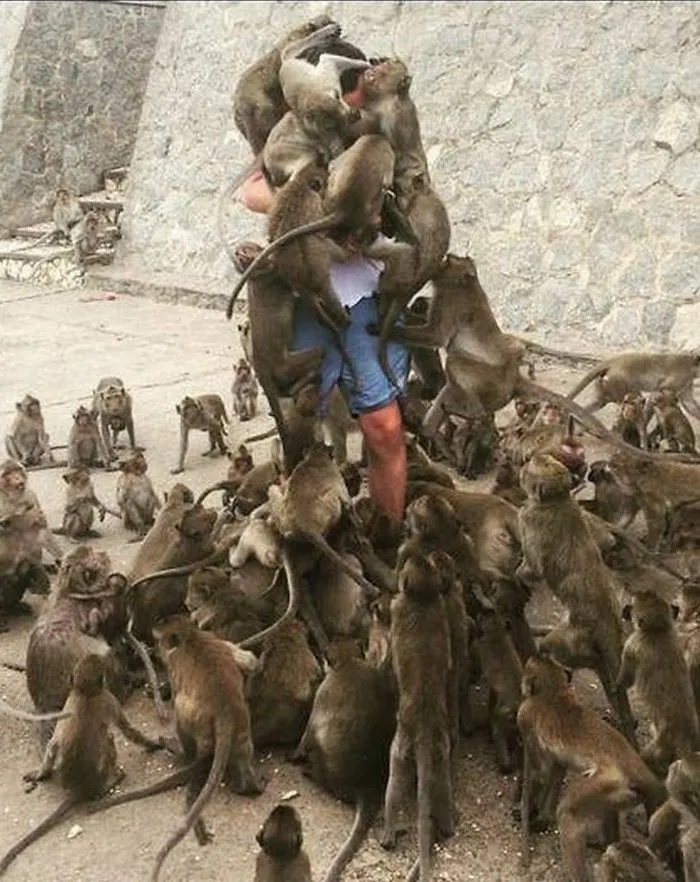 What Could Go Wrong If I Just Feed This One Monkey