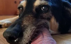 50 Most Wholesome Rescue Pet Photos Of The Month (August Edition)