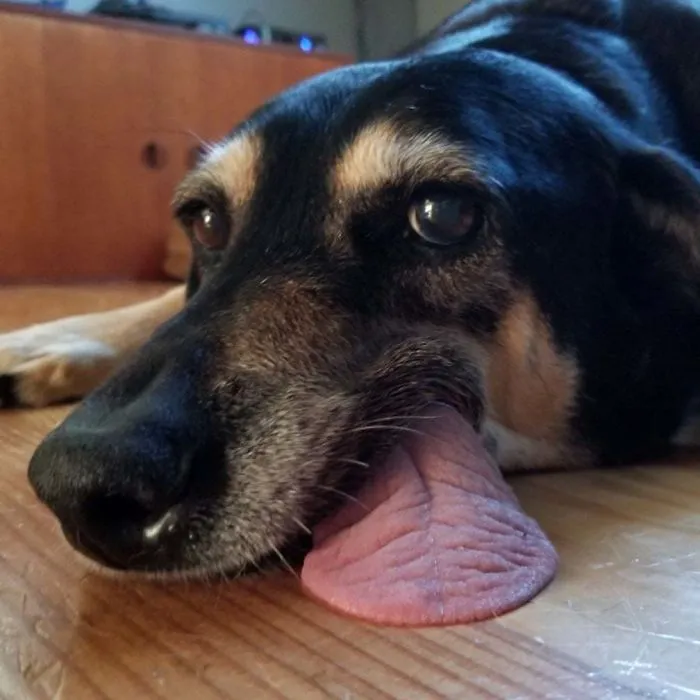 Our Toothless Rescue Dog Who Never Retracts Her Tongue