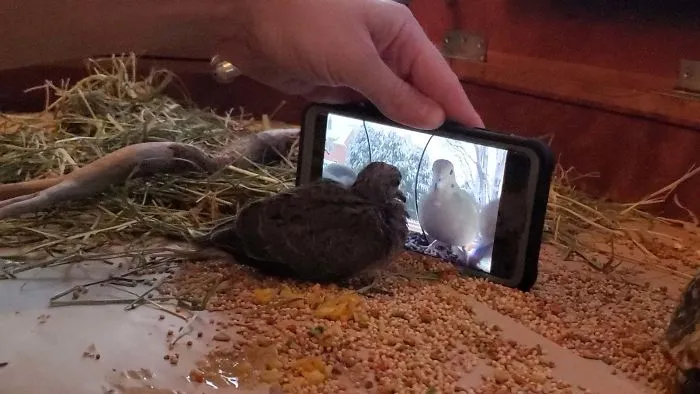 Paloma rescatada aprende a comer viendo a otras hacerlo