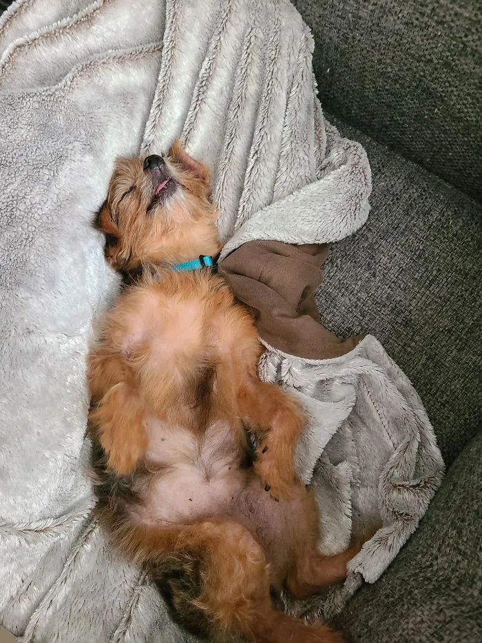 Tiene 15 años y 0 dientes, lo adopté hace 2 días