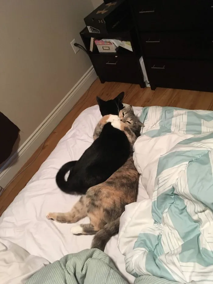 Tras adoptar a Paul, se llevaron bien