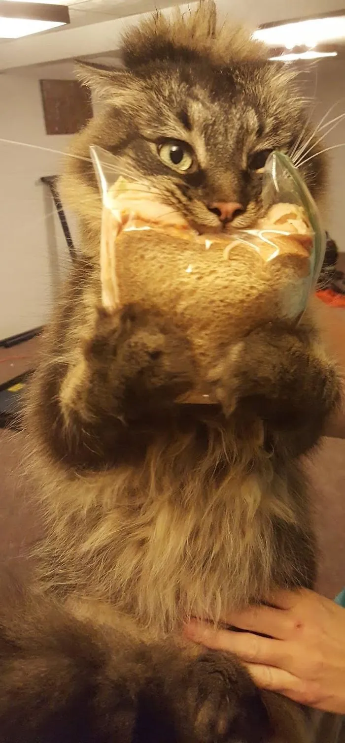 Ese es mi almuerzo
