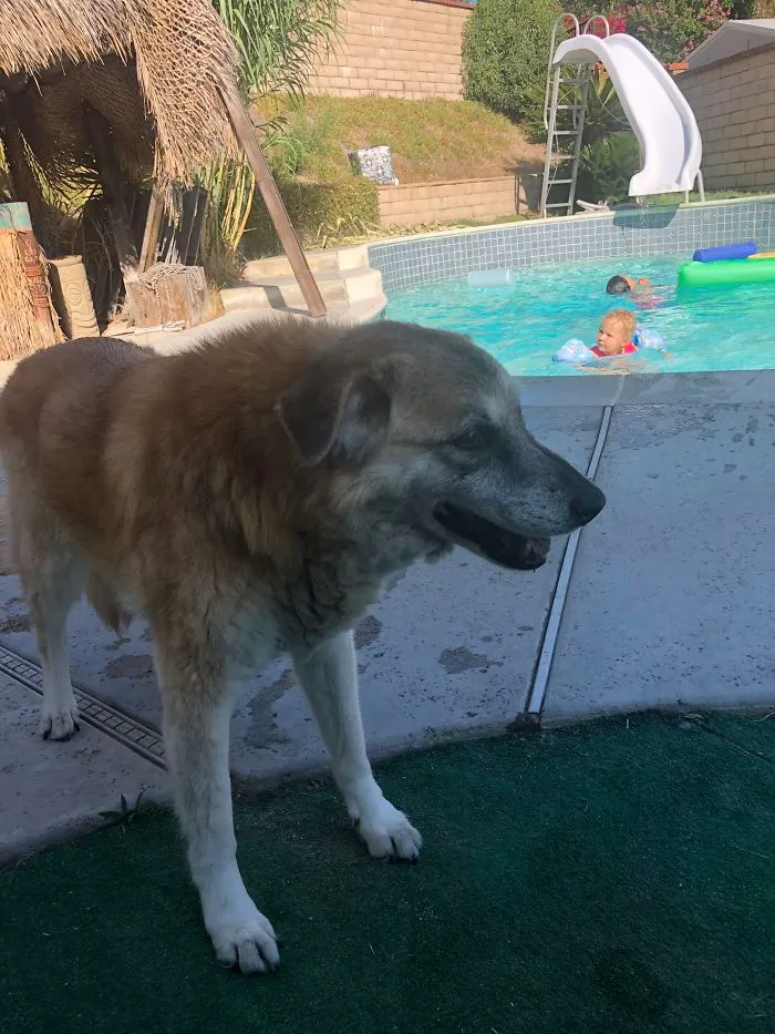My 19 And A Half-Year-Old Dog Is Starting To Slow Down, We Appreciate That We’ve Had Her This Long