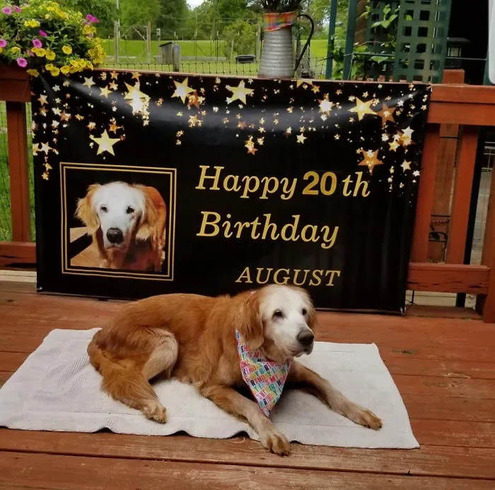 Meet August, Officially The Oldest Living Golden Retriever! She Turned 20 Years Old