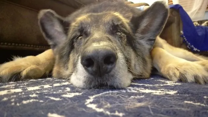 He's Old, He's Blind, And He's Very Smelly. But He Is By Far The Bestest Boy I've Ever Known. Meet Brewer