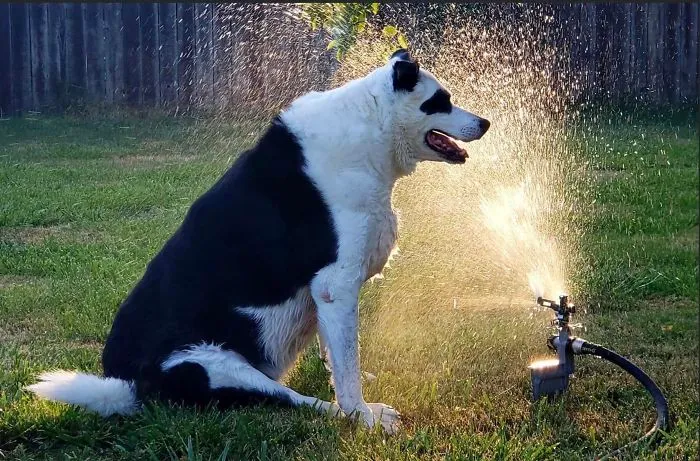Good Boy Can’t Chase The Sprinklers In His Old Age, So Now Sits And Waits For It To Come To Him