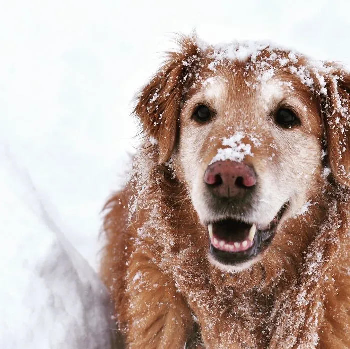 My 14-Year-Old Golden Retriever, Still Wanting To Play Like A Puppy