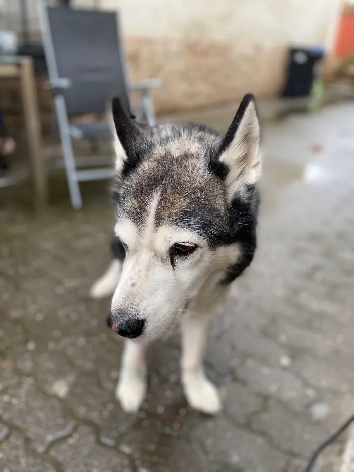 Meet My 18-Year-Old Siberian Husky “Damon”