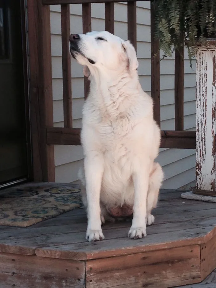 My Millie Girl Is A Beautiful 16-Years-Old. We Adopted Her When She Was 12. She Is Completely Deaf, But That Doesn't Stop Her From Anything. 100% Good Girl