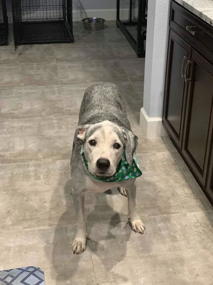 Shadow (14-Years-Old) Is My Handsome Old Man. He Used To Be Completely Black With A Little Bit Of White