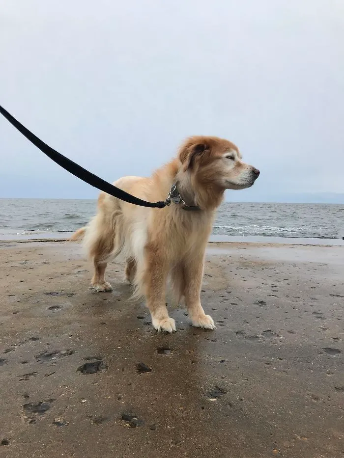 Celebrating Molly’s 16th Birthday With A Walk To The Pier