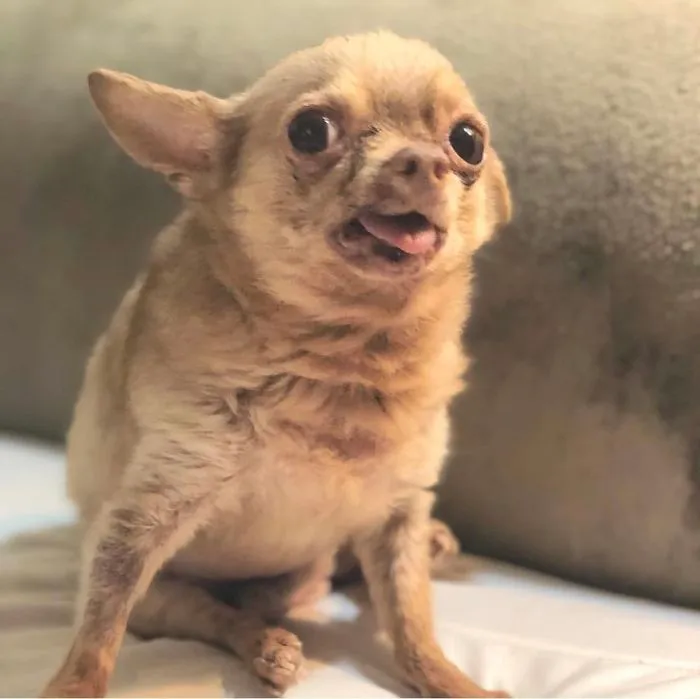 Old Man Bruno, 12 Ish, Doin A Glamour Shot