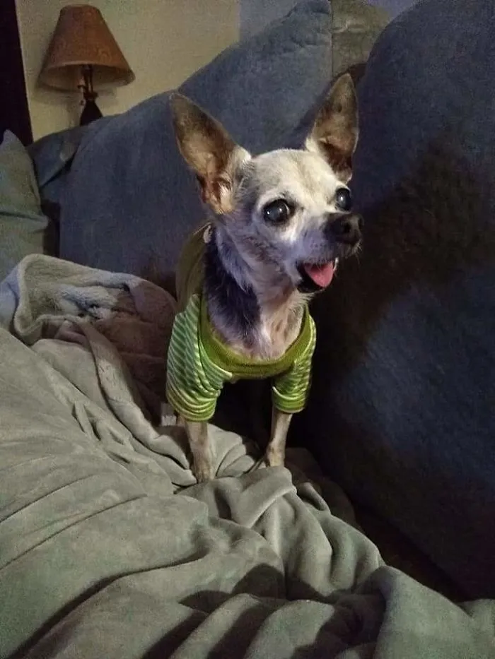 Today Is My Dog, Tax's 22nd Birthday. Still Truckin' Along