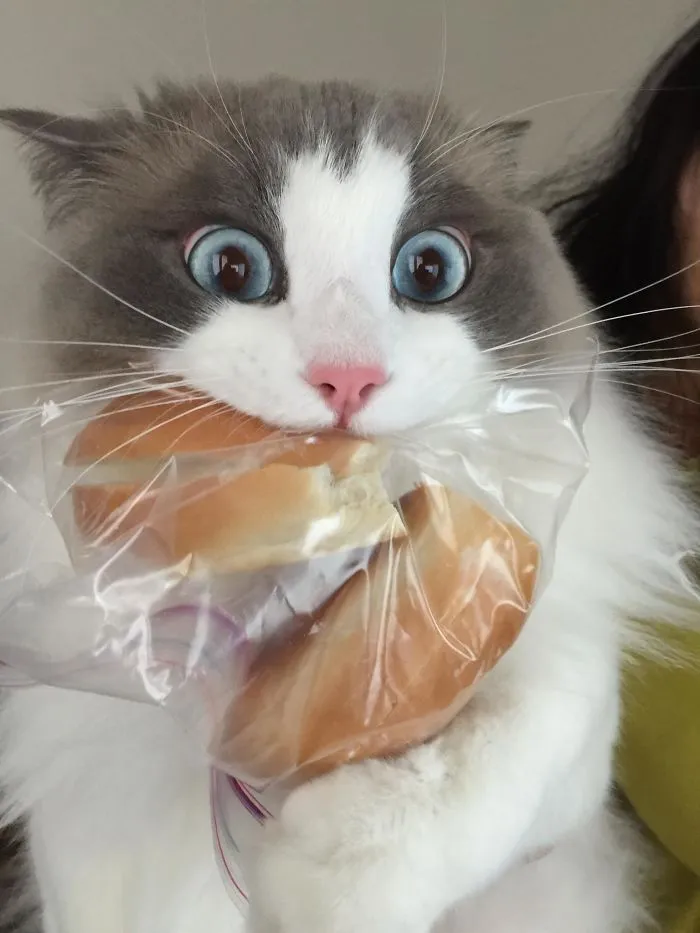 Bro My Lunch Has Been Stolen